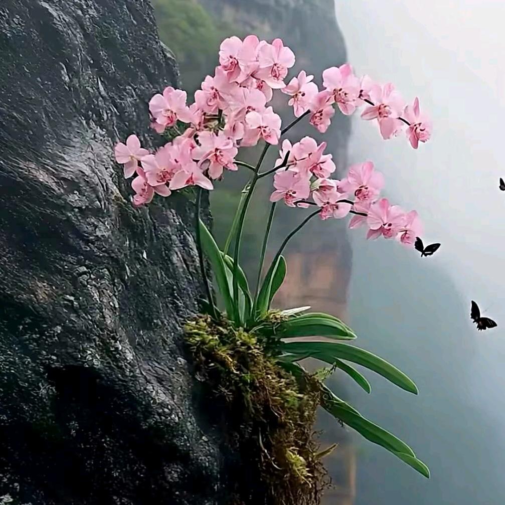 露露