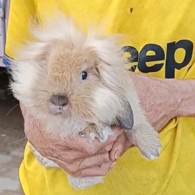 老曹的养兔生活