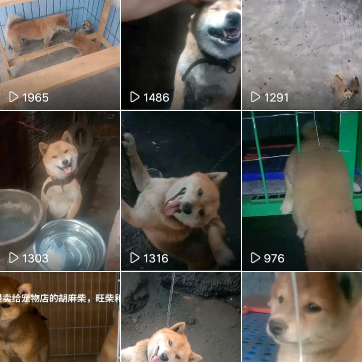 汾阳柴运来犬舍