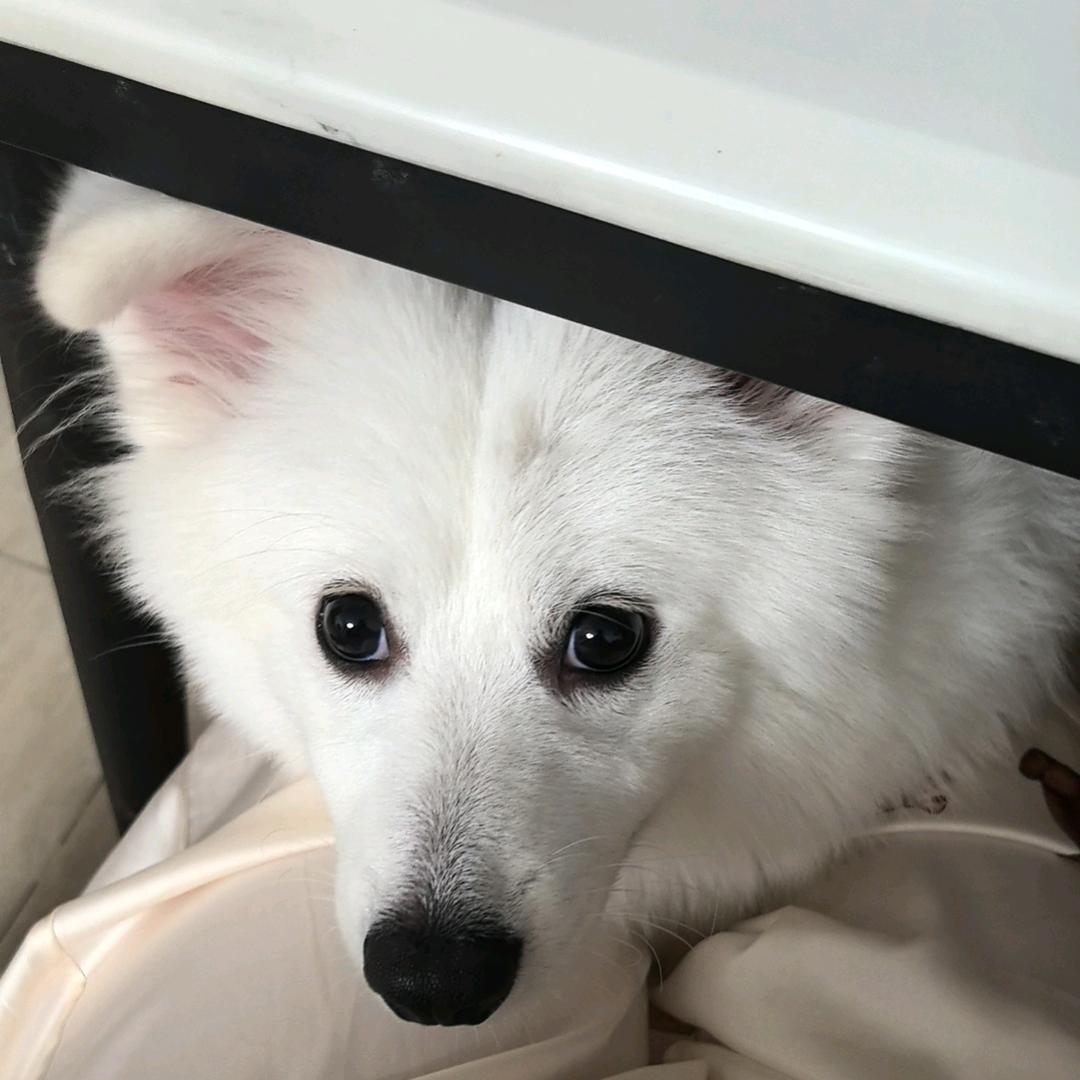 糯米是只🐶头像