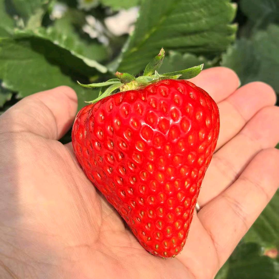 🍓农投日光温室农业科技示范基地🍓