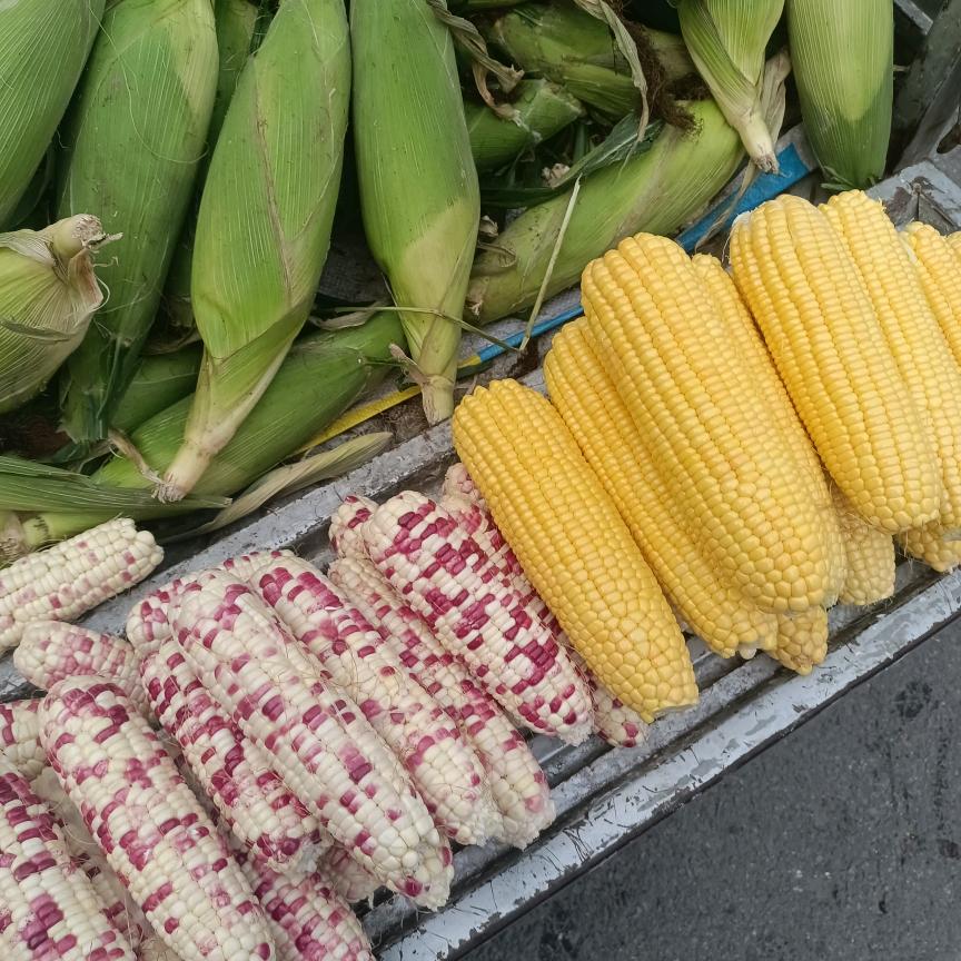 玉米🌽哥
