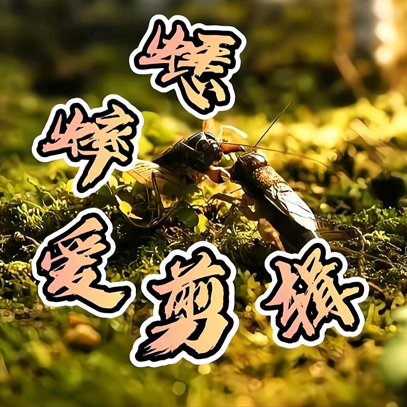 蟋蟀爱剪辑