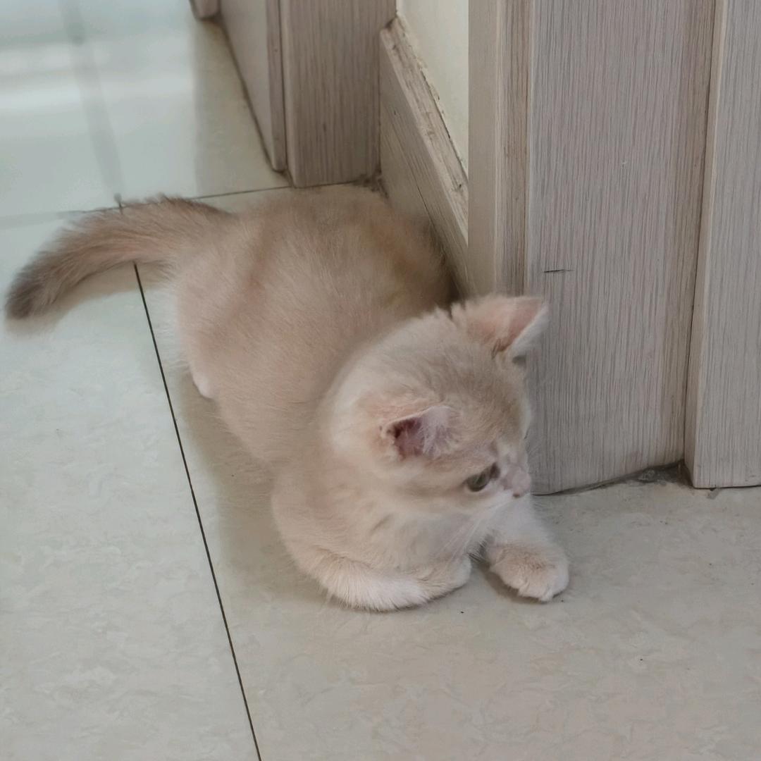 乔三少的品牌鞋箱包服饰库