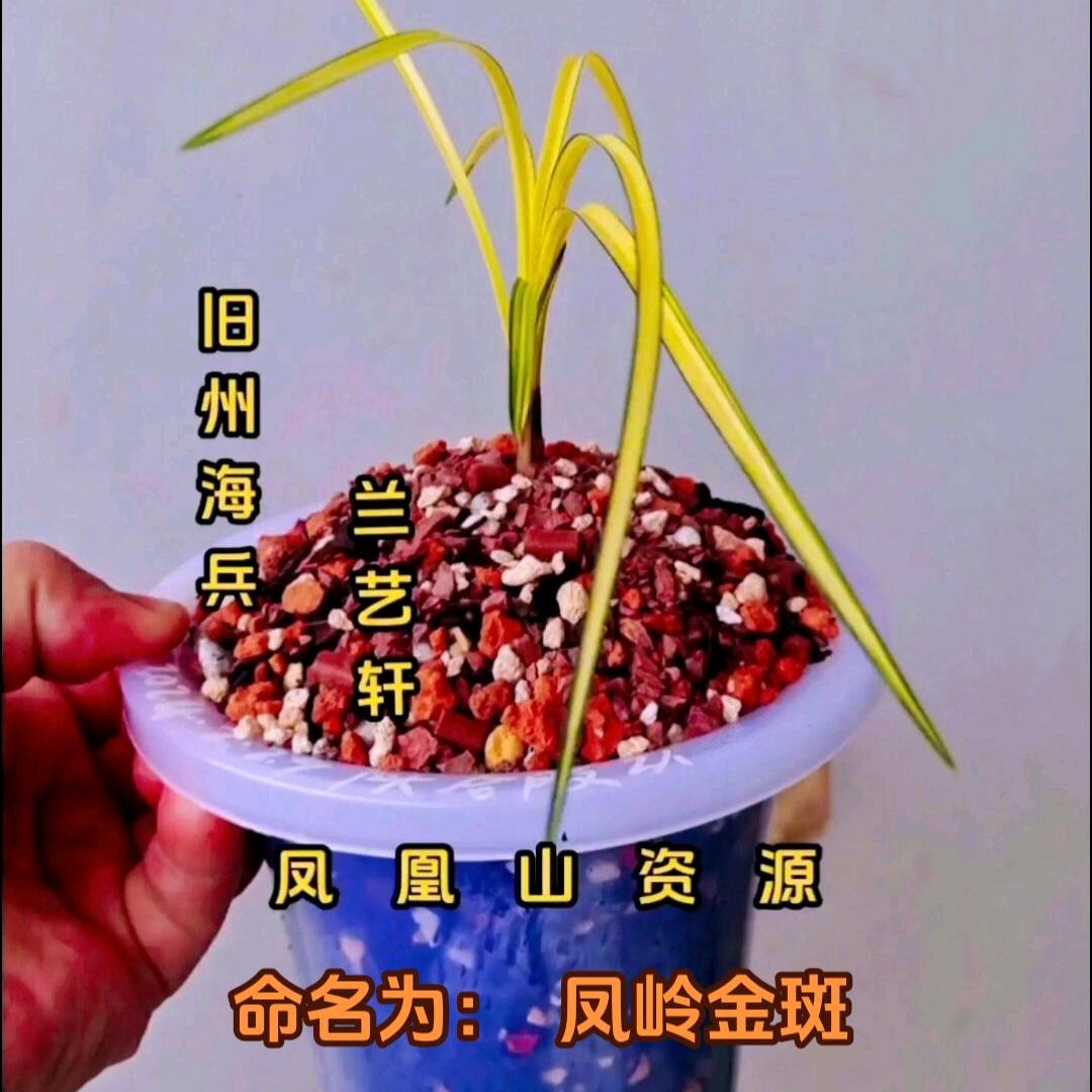 兰艺轩@旧州海兵