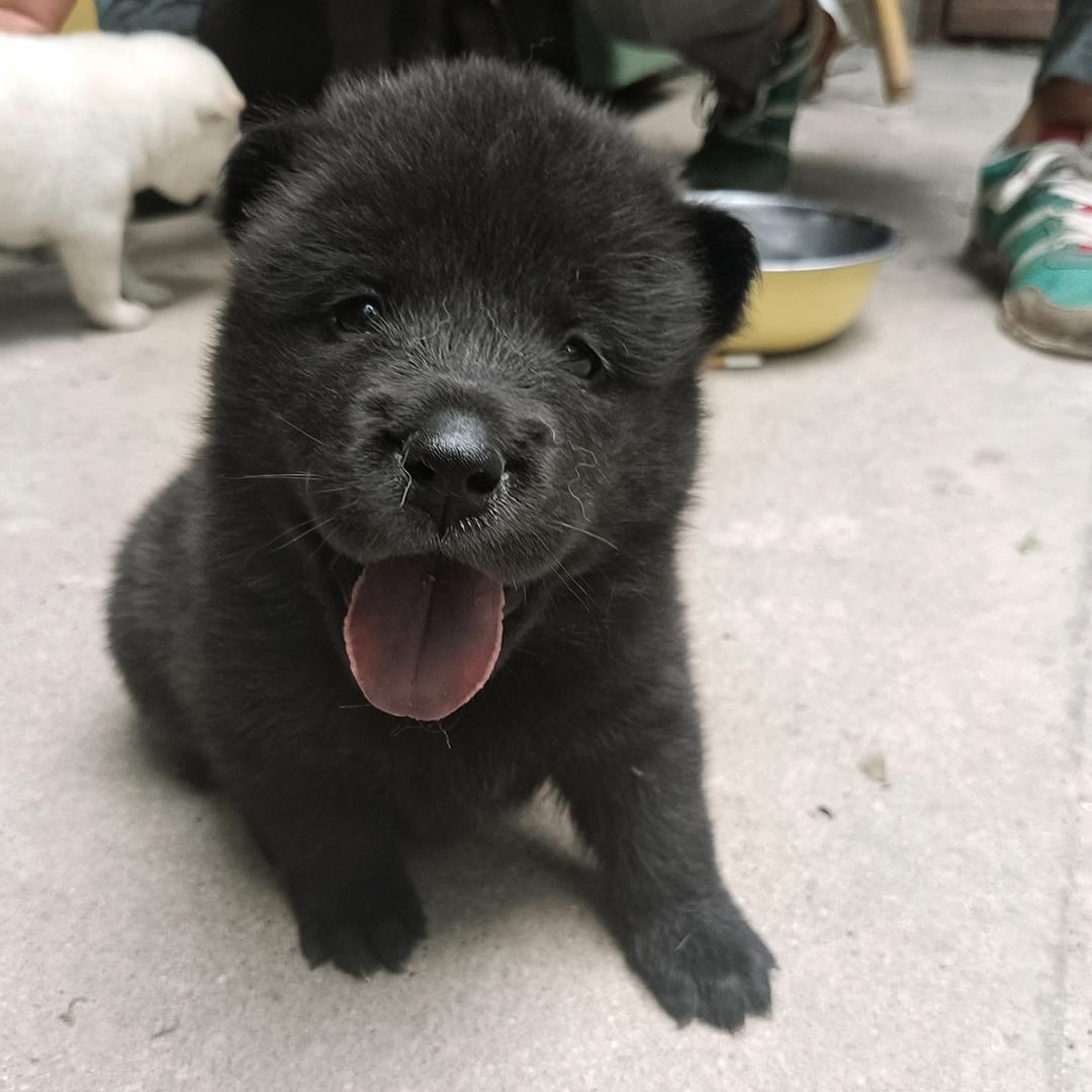 五黑犬-五红犬℡（安徽界首）