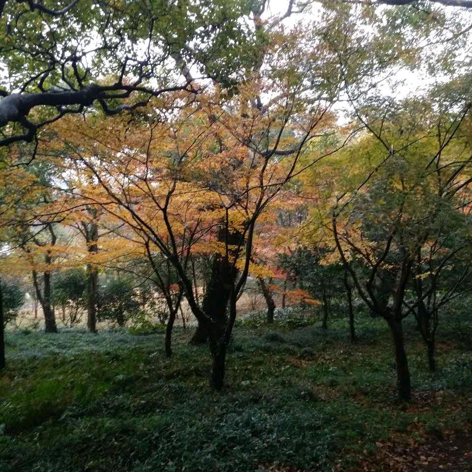 忕佪
