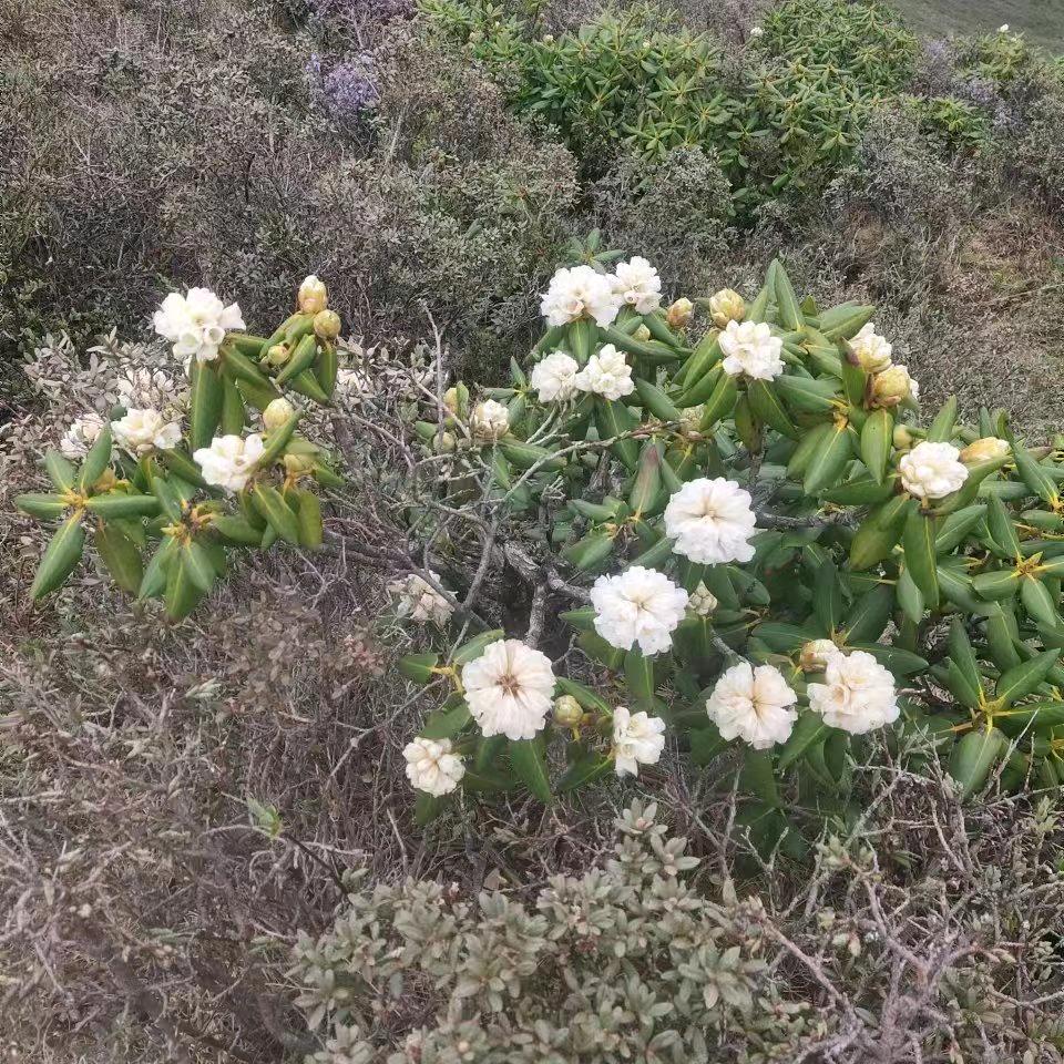 🌺温馨🌺的农🌺村人🌺