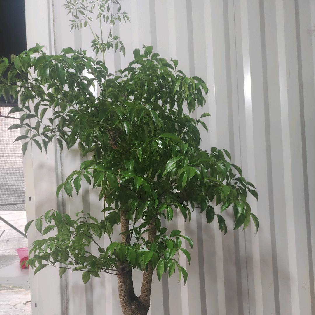 阮晨茜园艺