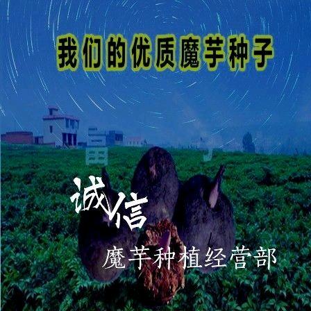 云南罗平诚信魔芋种植基地