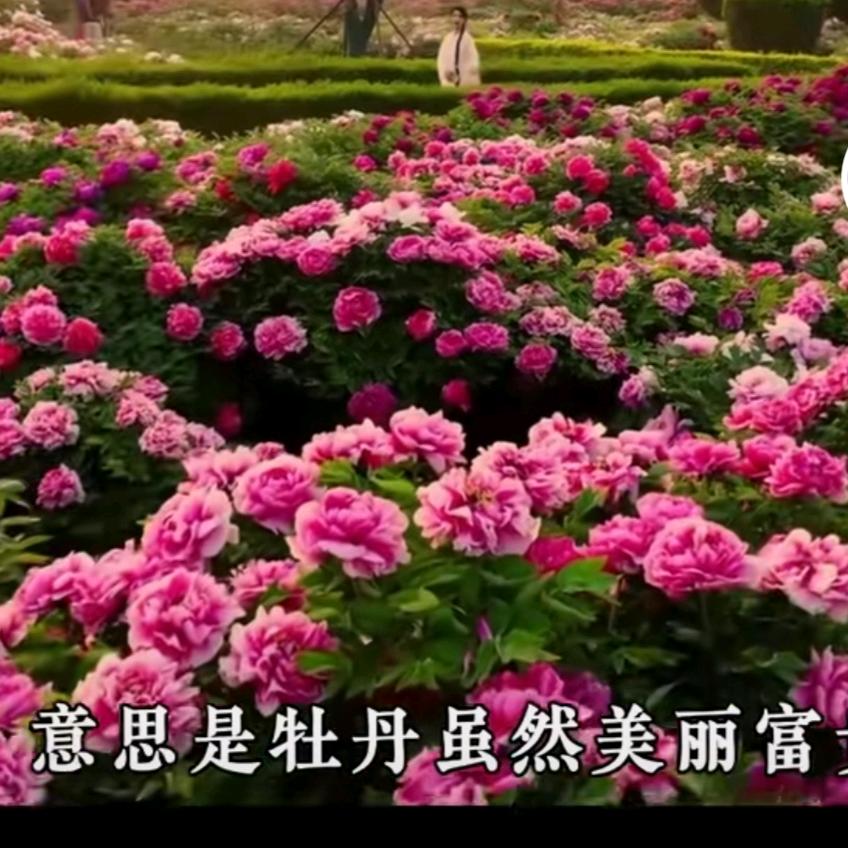 开心