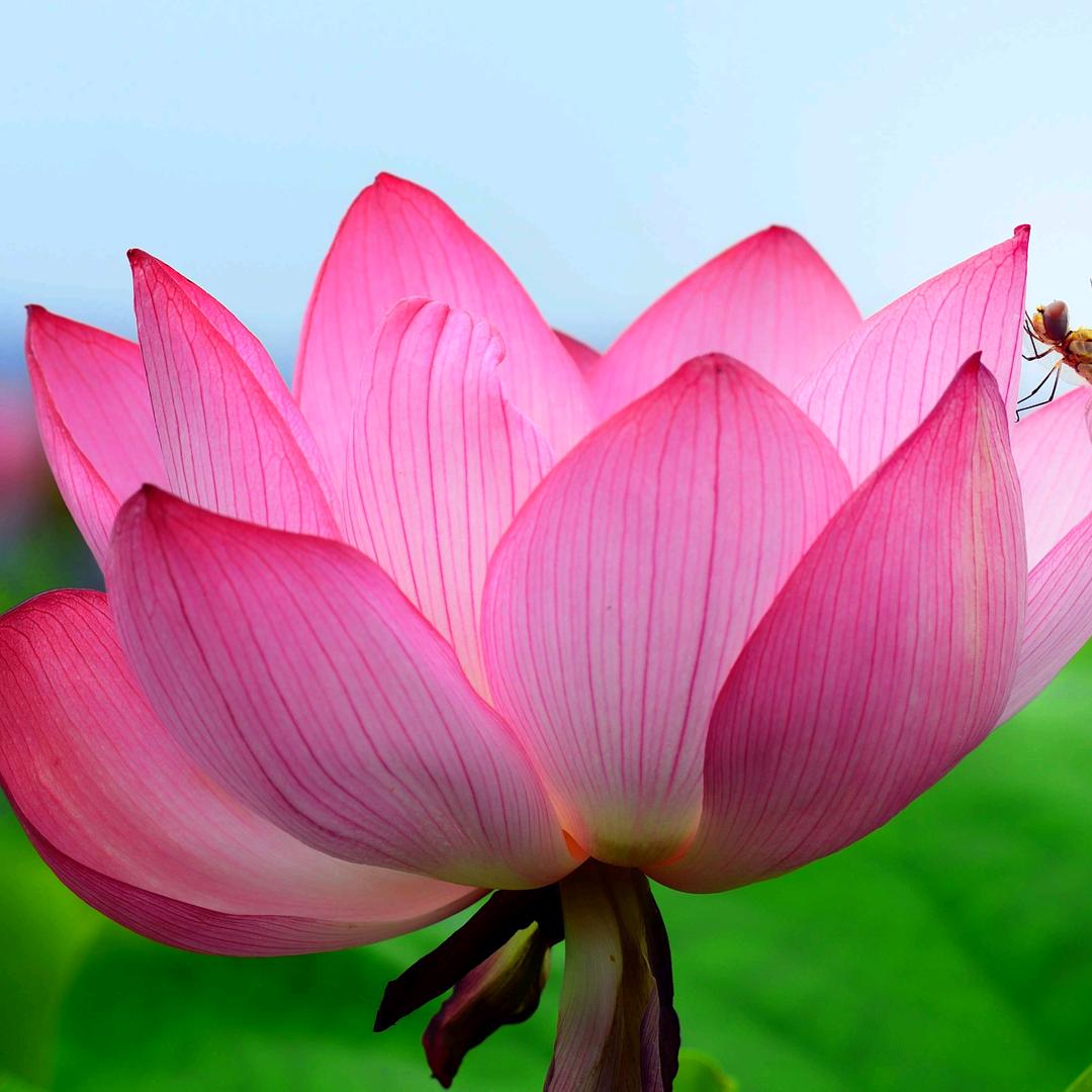 小陈铁棍山药