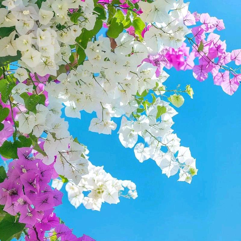 清雅优质花卉