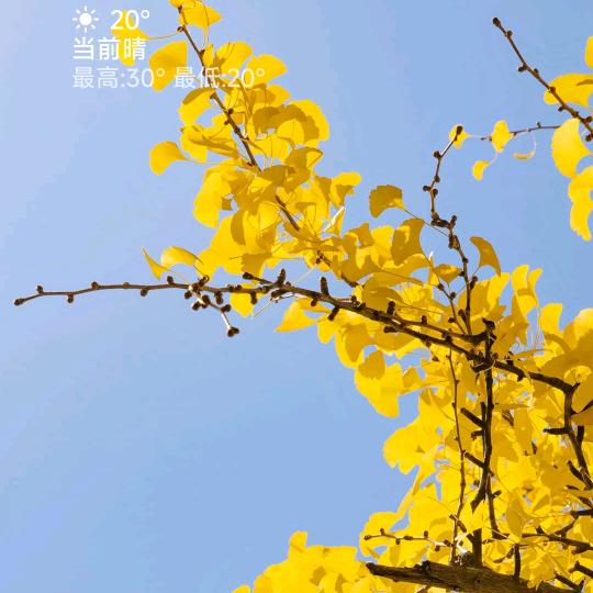 树语清风