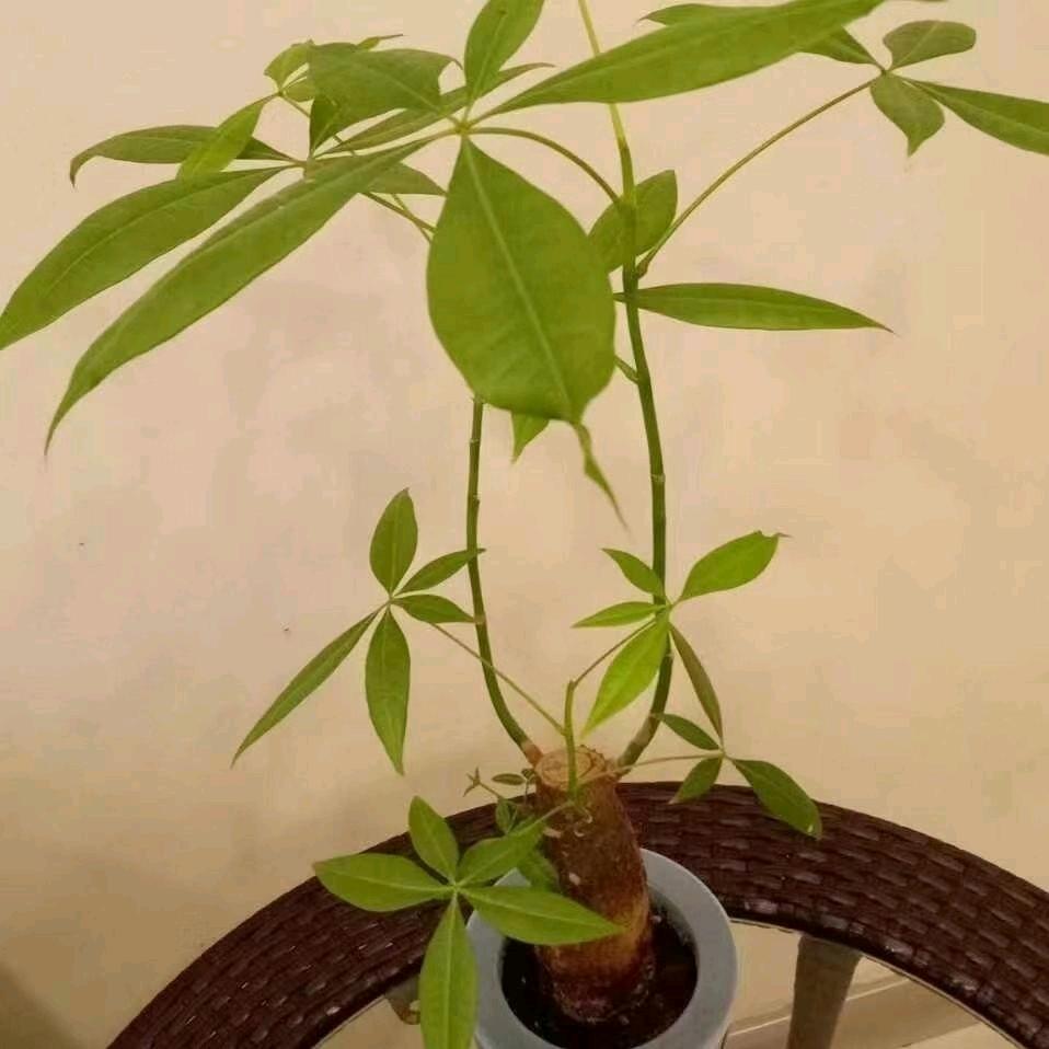 秋雨