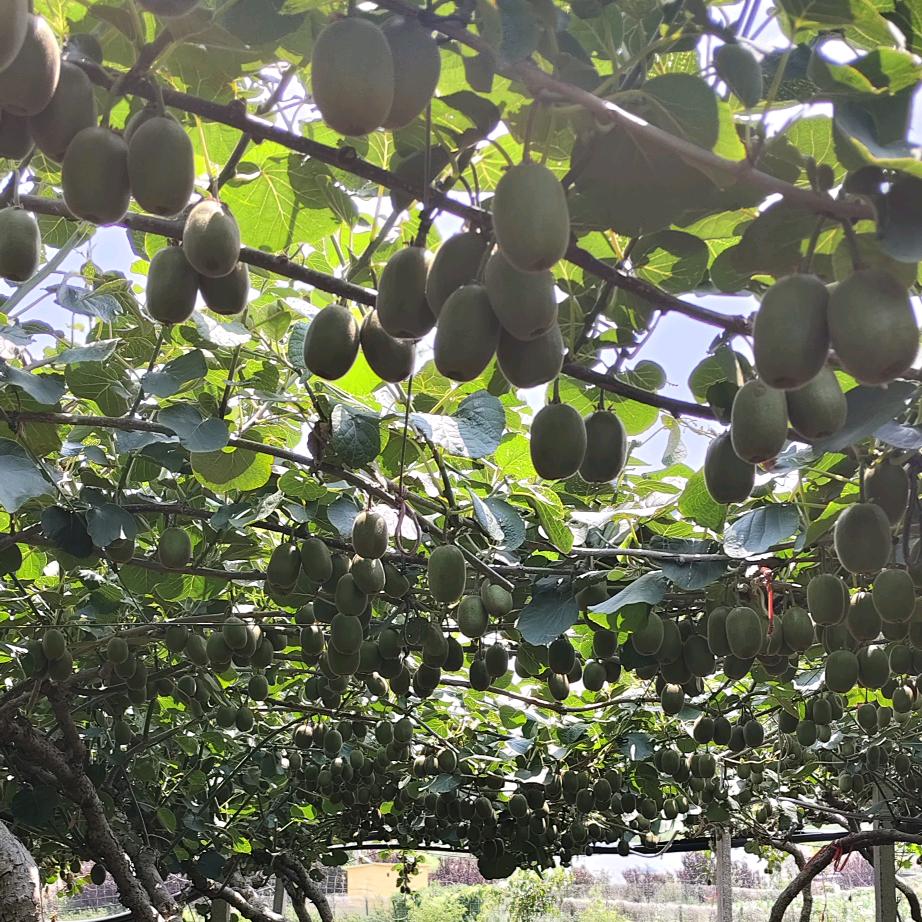 春暖花开（银）