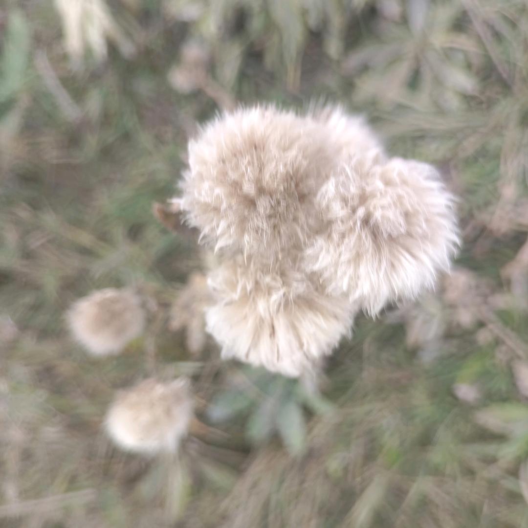 小怪兽