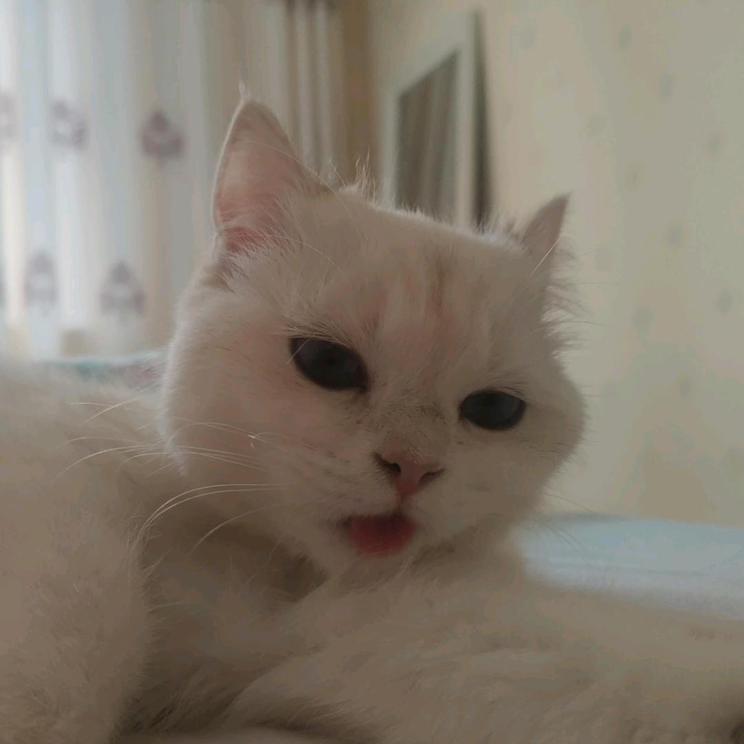 忠橙