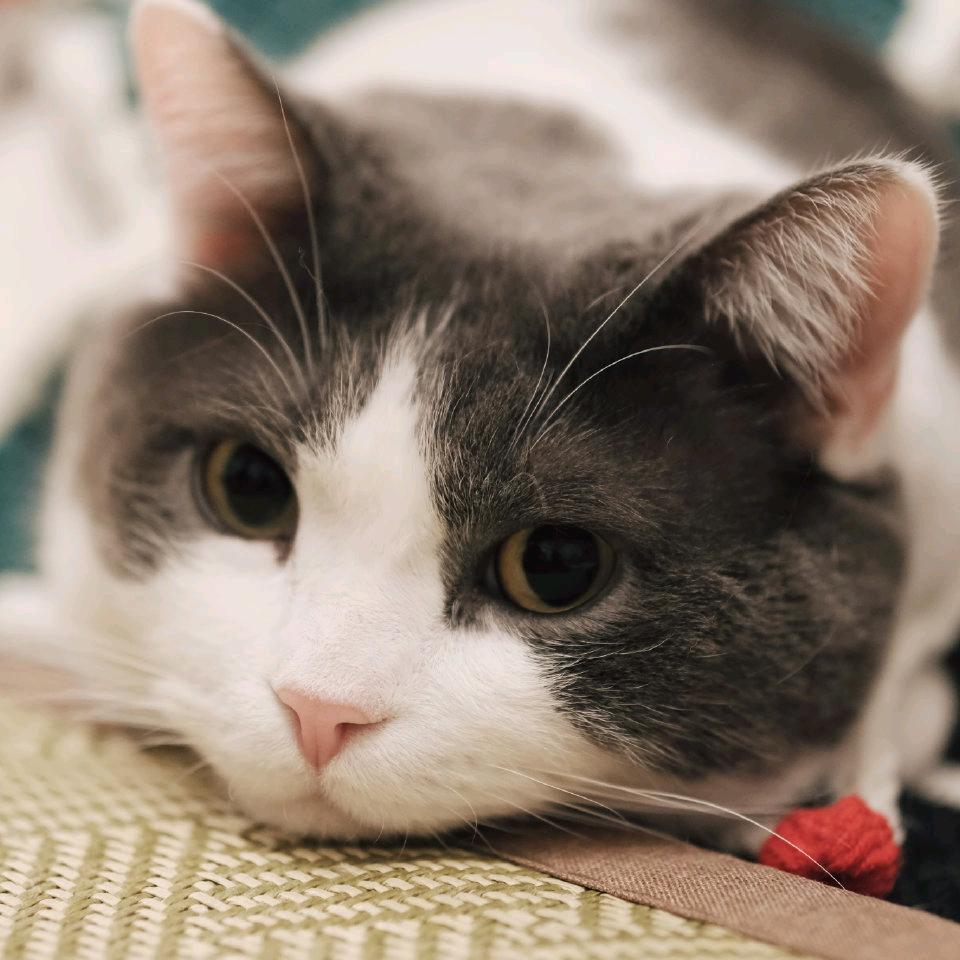 确实是无聊本人了