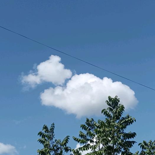 (๑•̀ㅂ•́)و✧苦瓜