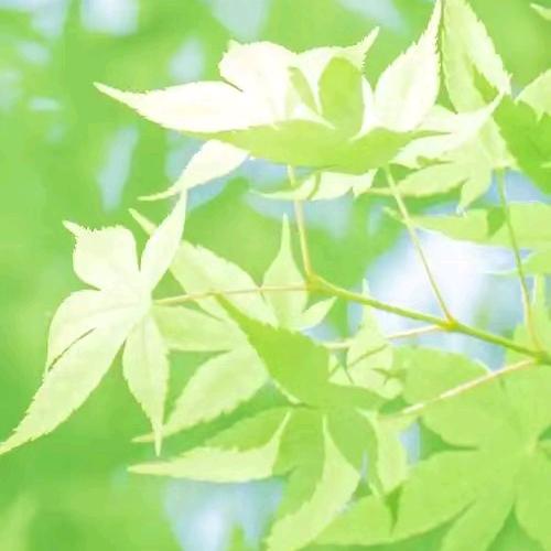 鑫源1913法名如歌