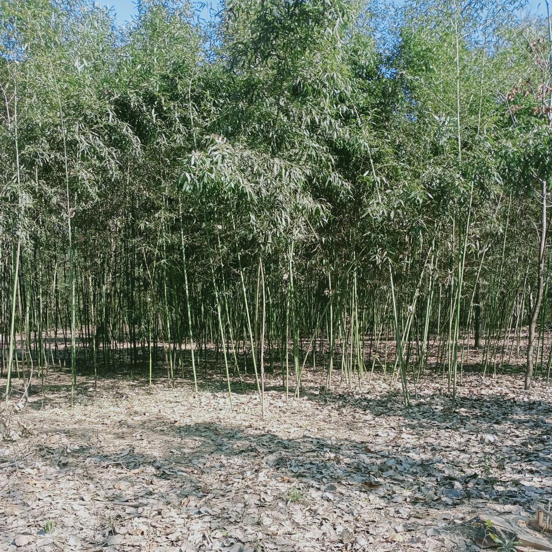 🌸((☀️⥎☀️))🌸