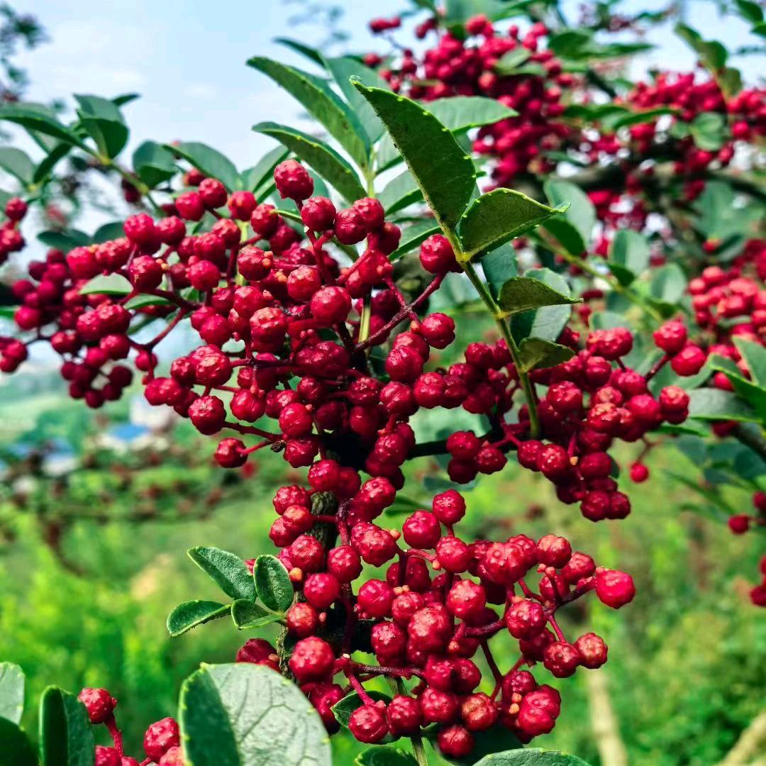 新雨  早上10.25分