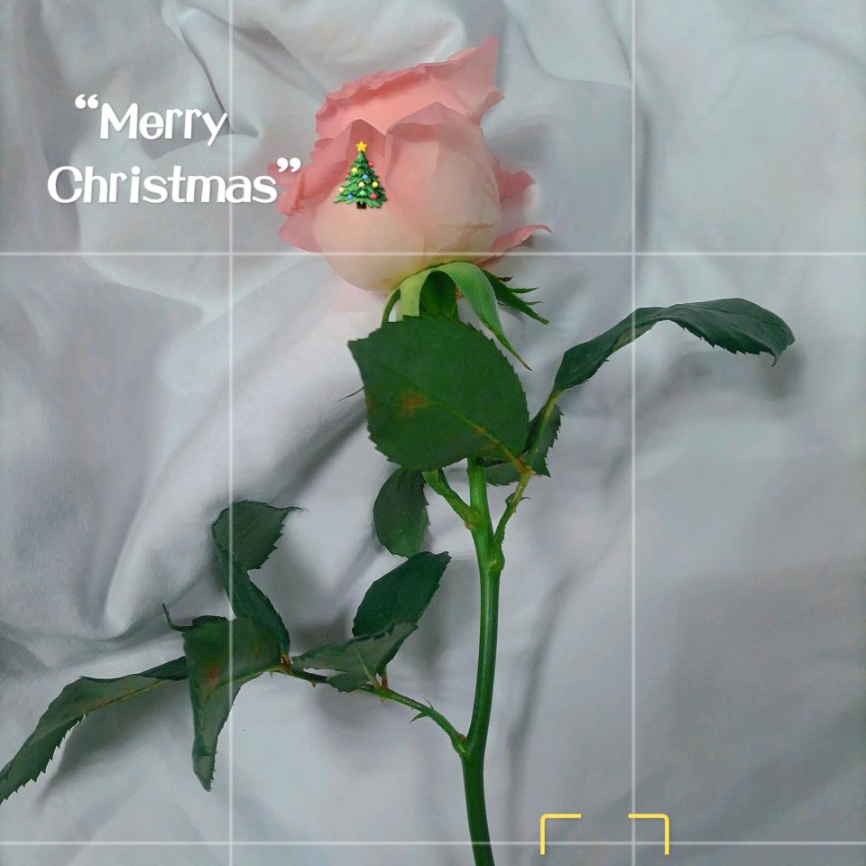 ✰ღ᭄ꦿ小甜心ღ᭄ꦿ✰