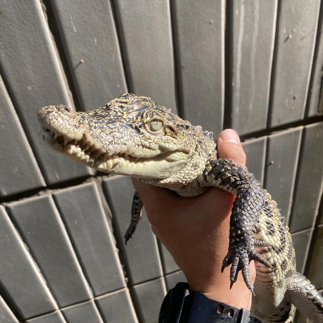 凯文教授鳄鱼养殖