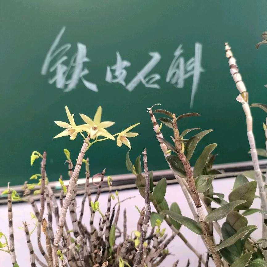 人间仙草，石斛