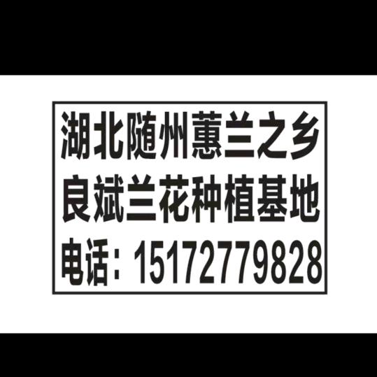 良斌兰花种植基地