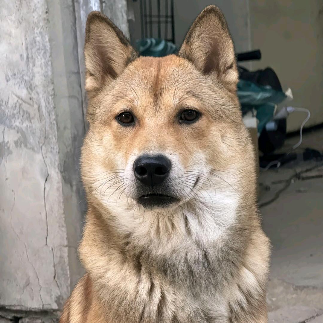 河池小屋田园犬