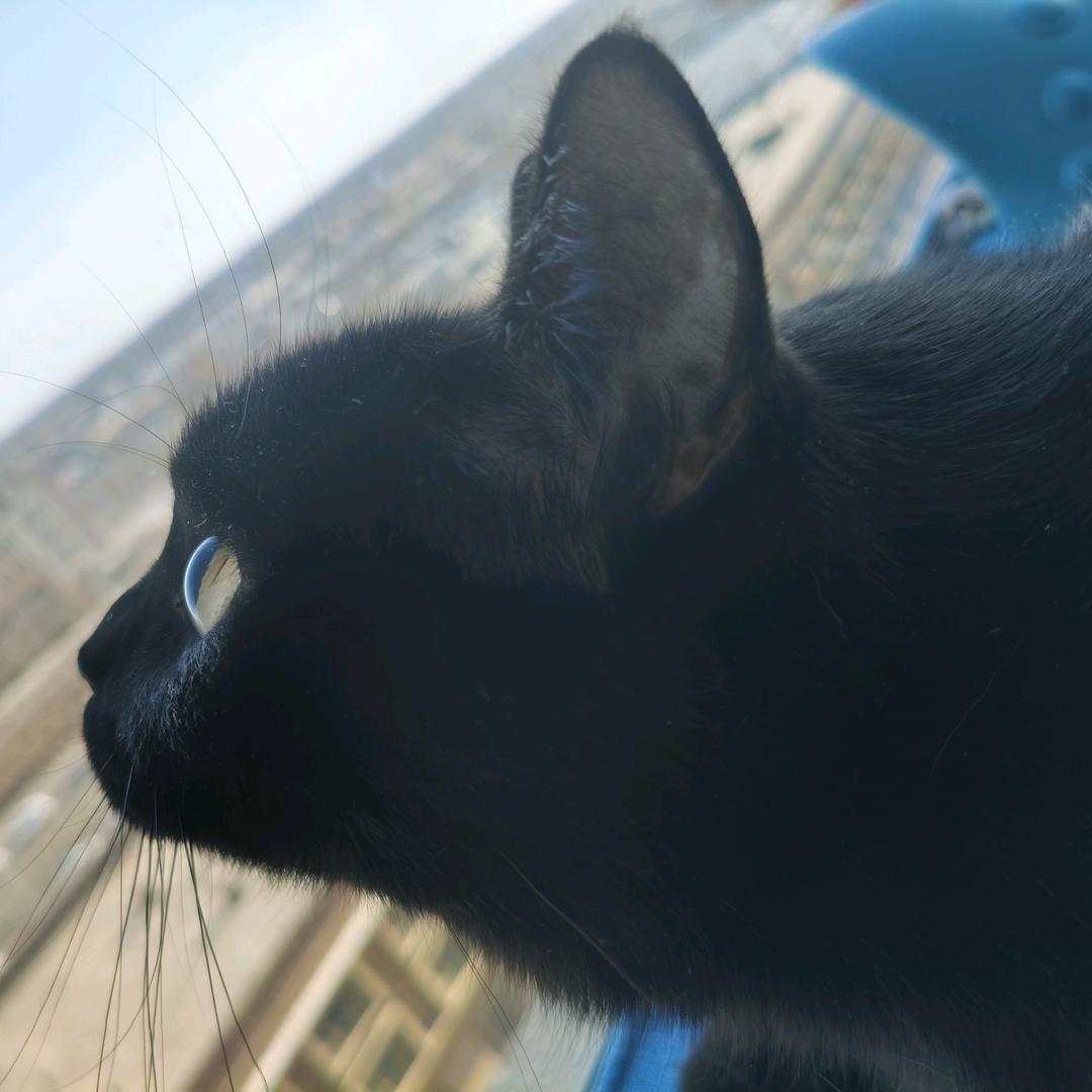 思楠