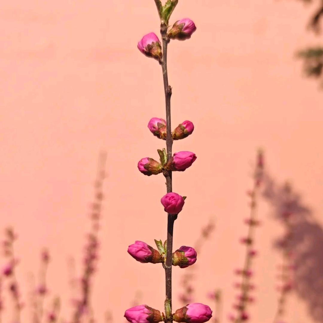 初  见🌸