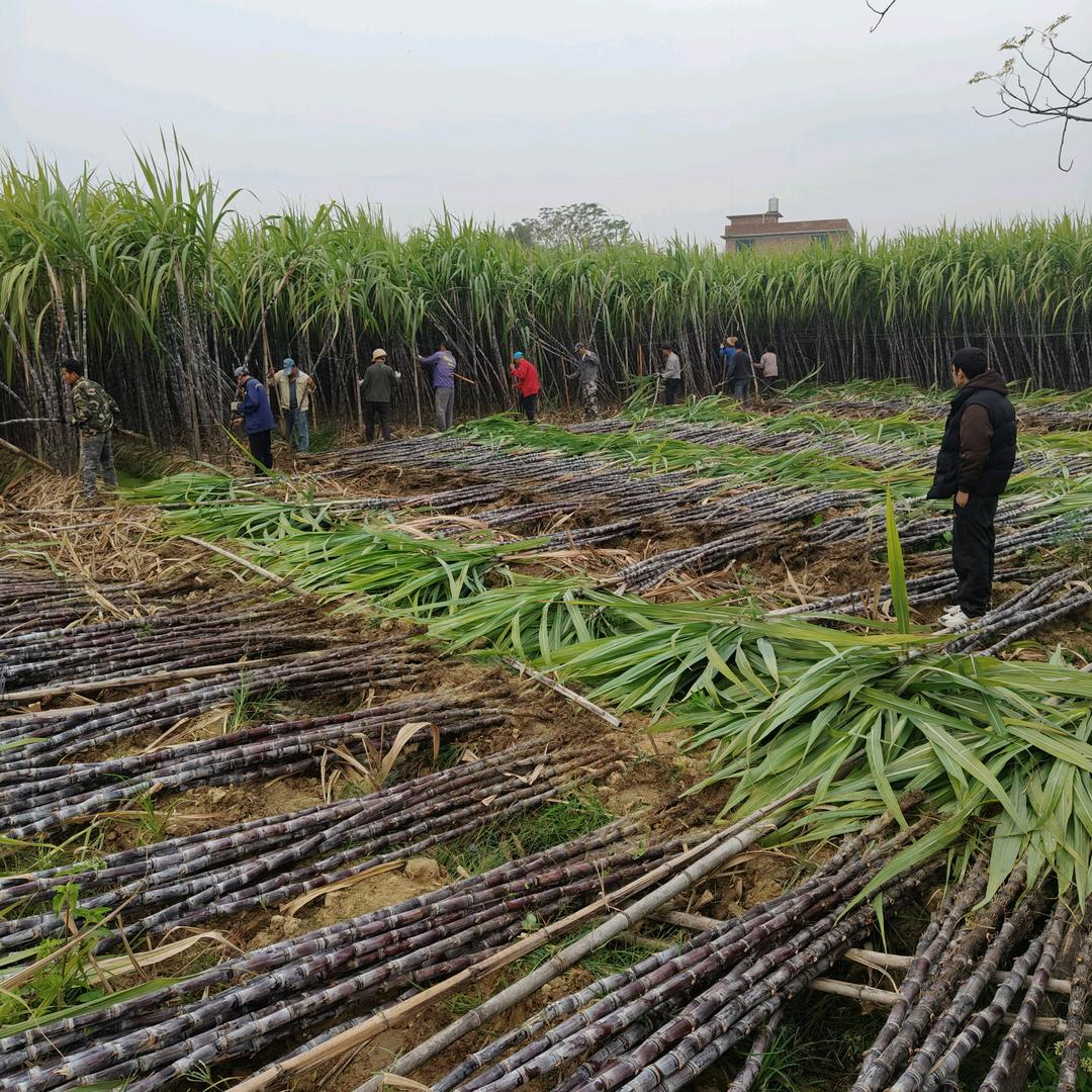 皮皮果行（甘蔗）