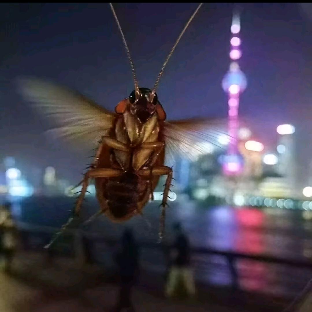 🌈双马尾萝莉