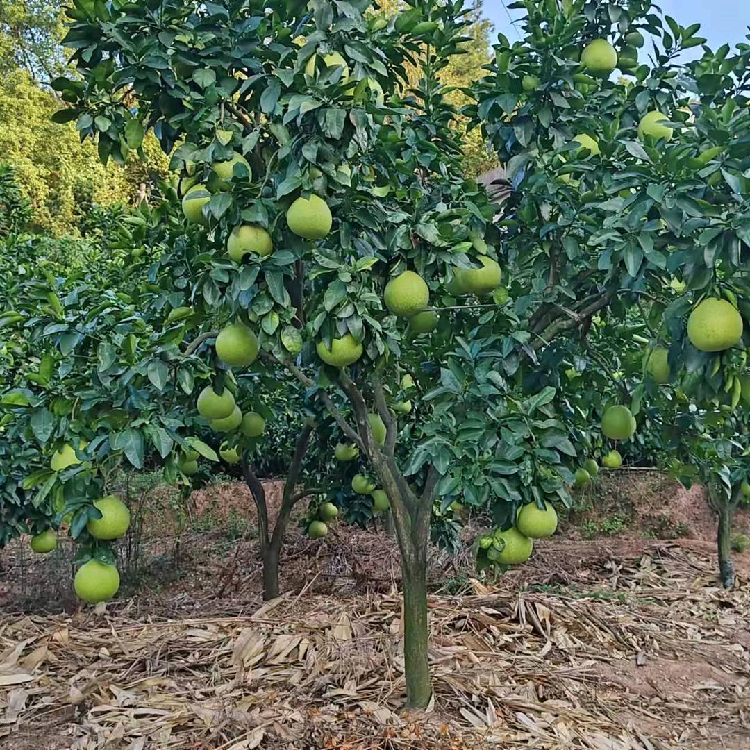 国轩果树苗木专营店直播间