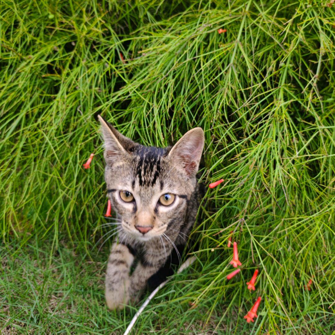 瞌睡的大脸猫