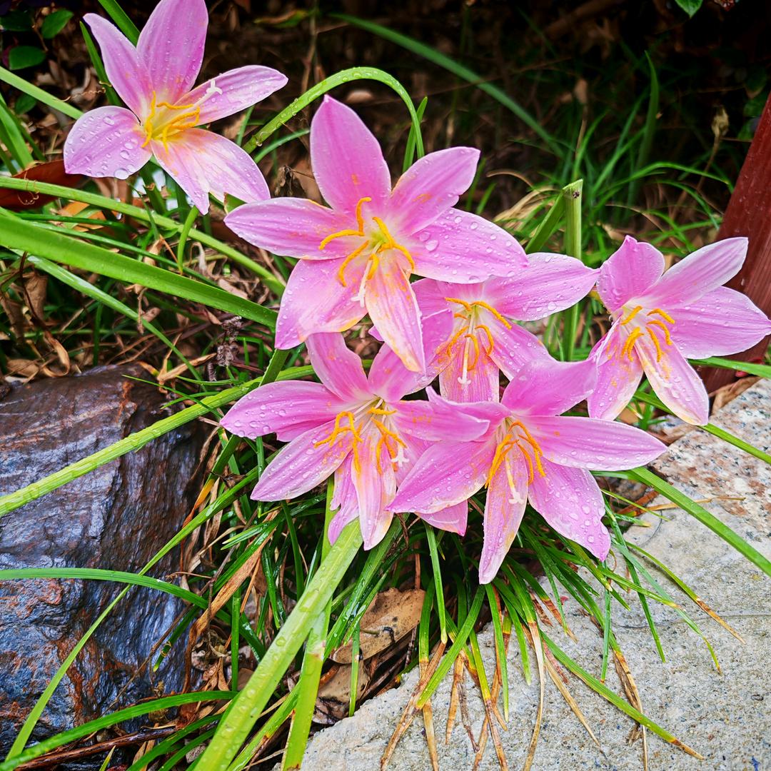 🦀坐上AE86的副驾🦖