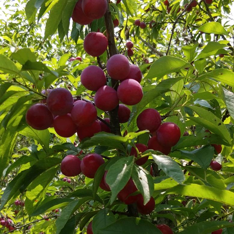 🍒大🍒陆🍒的🍒陆🍒