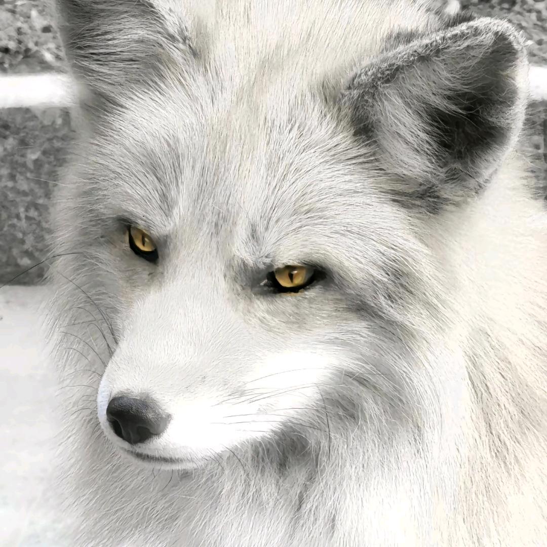 • ·̫ •
