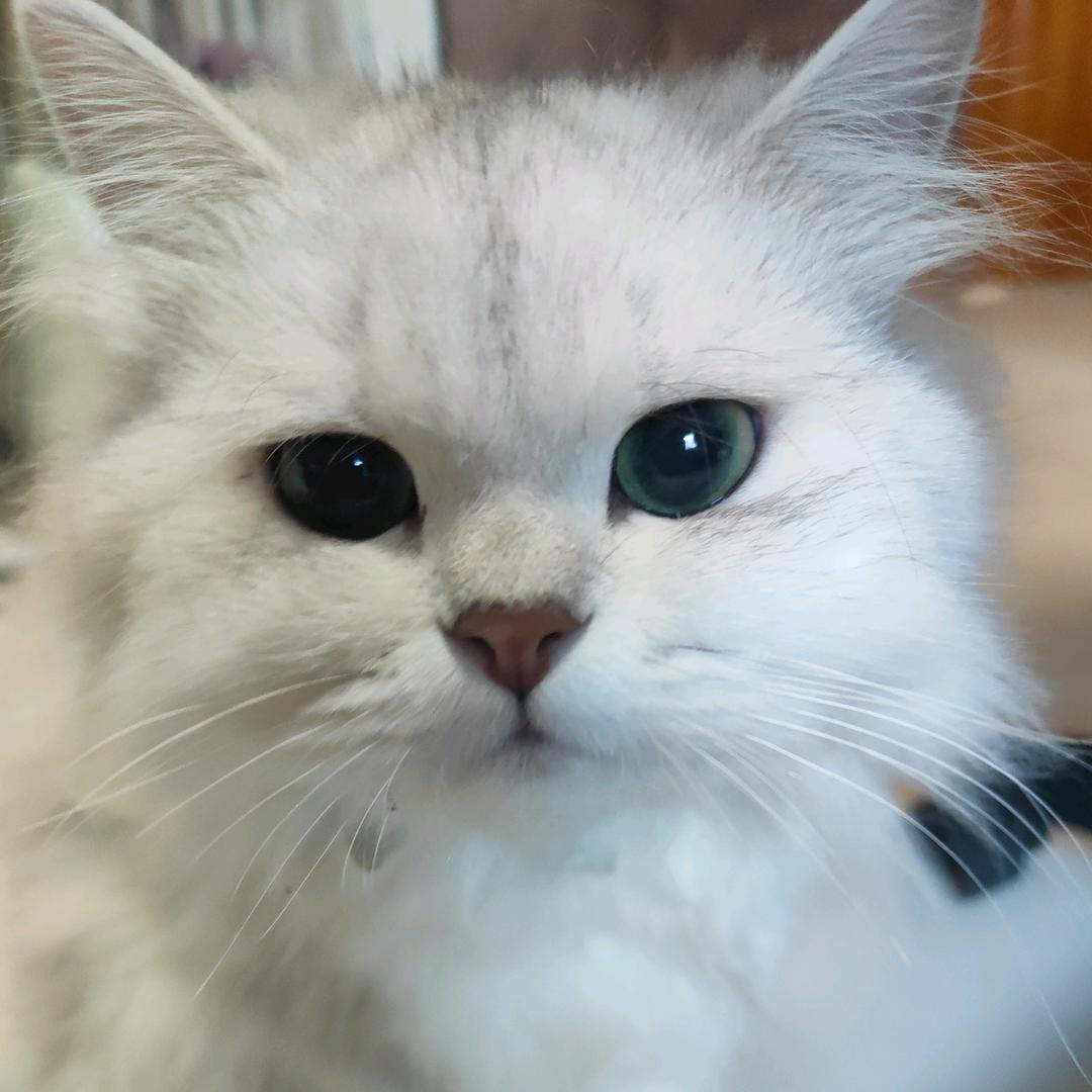 小橘猫