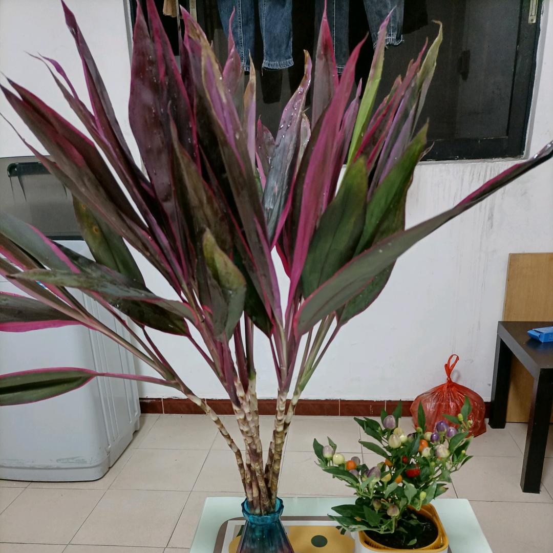 燕子:越来越威风😆