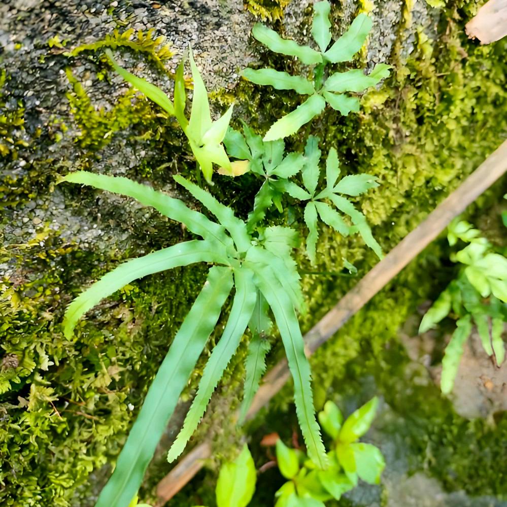 农村寻百草
