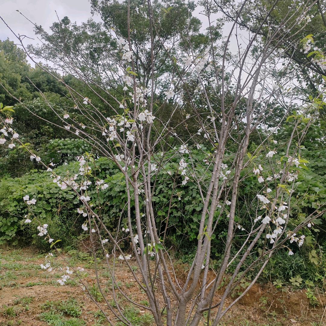 不忘初心yes