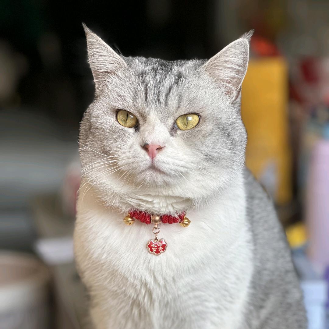 家有三喵😸😸😸