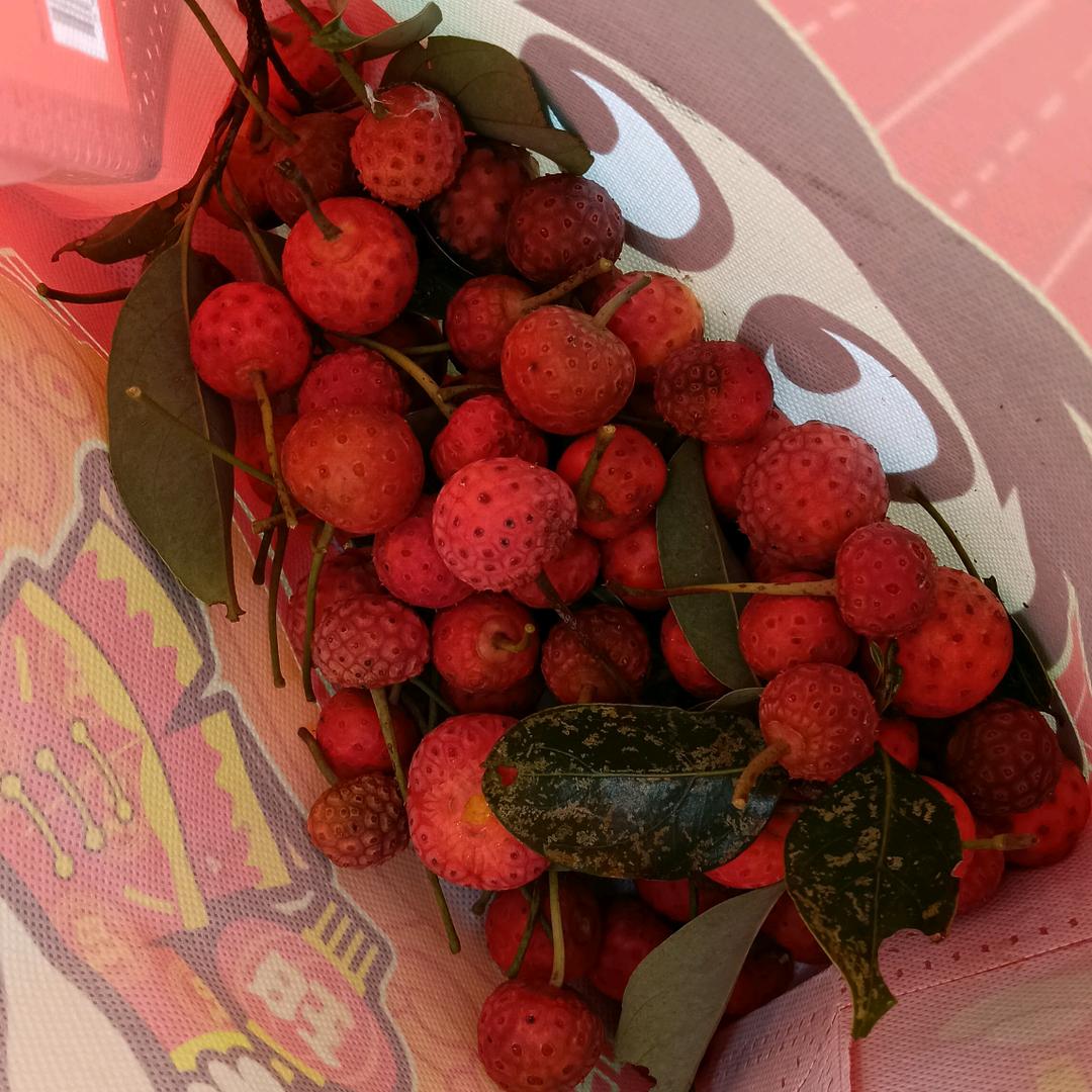 阿哈