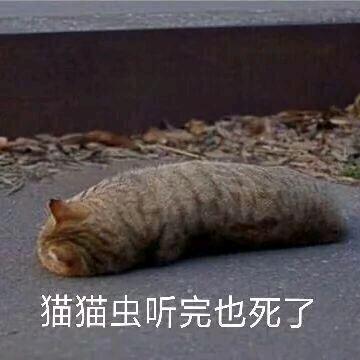 冷若辰头像