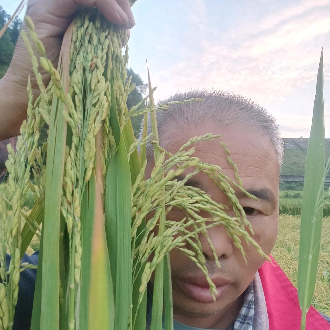 农村人八胜