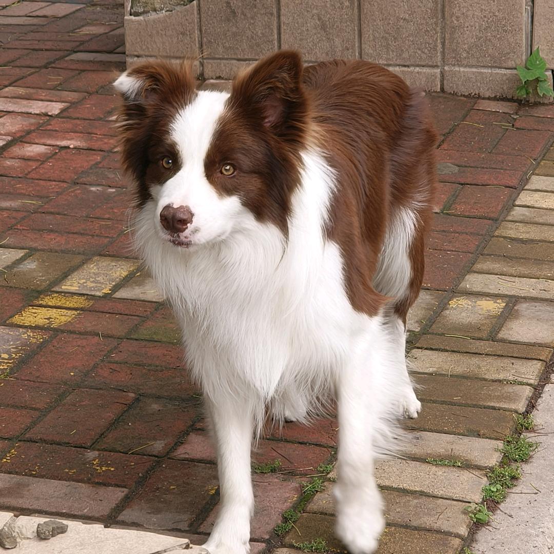 是正月不是真月